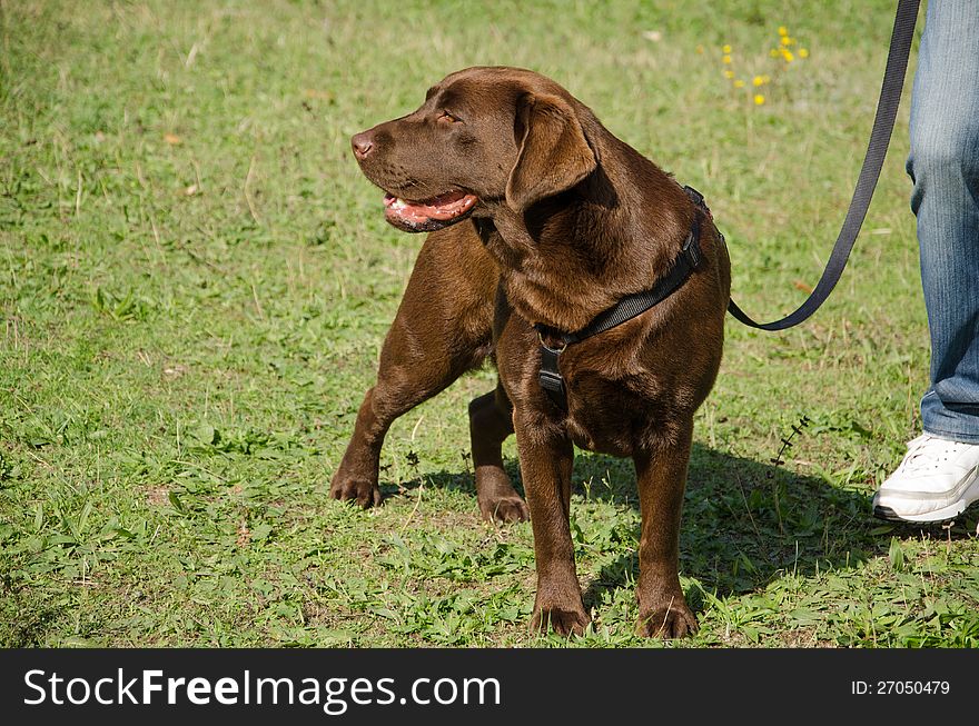Photo of chocolated golden retriever dog. Photo of chocolated golden retriever dog.