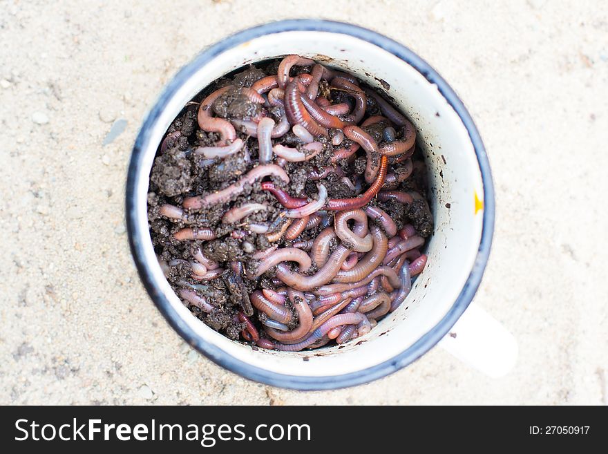 Red Worms In Compost