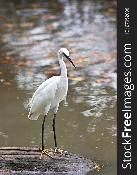 White Stork looking for fish in Suan Luang, Bangkok. White Stork looking for fish in Suan Luang, Bangkok.