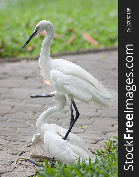 Two storks are quarreling, park in Bangkok. Two storks are quarreling, park in Bangkok.