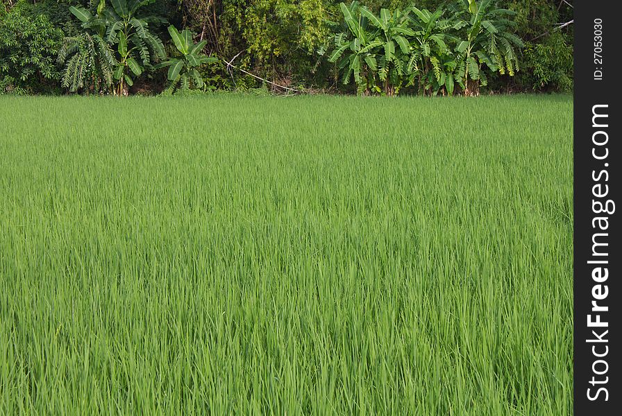 Background of rice with green leaves which have a banana and a tree nearby. Background of rice with green leaves which have a banana and a tree nearby.