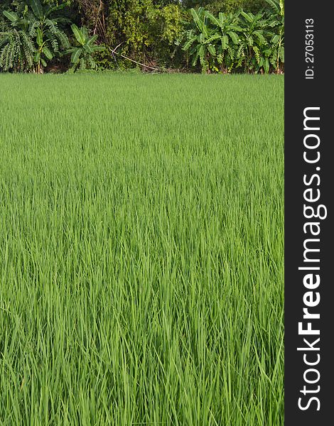 Green leaves background with banana trees.