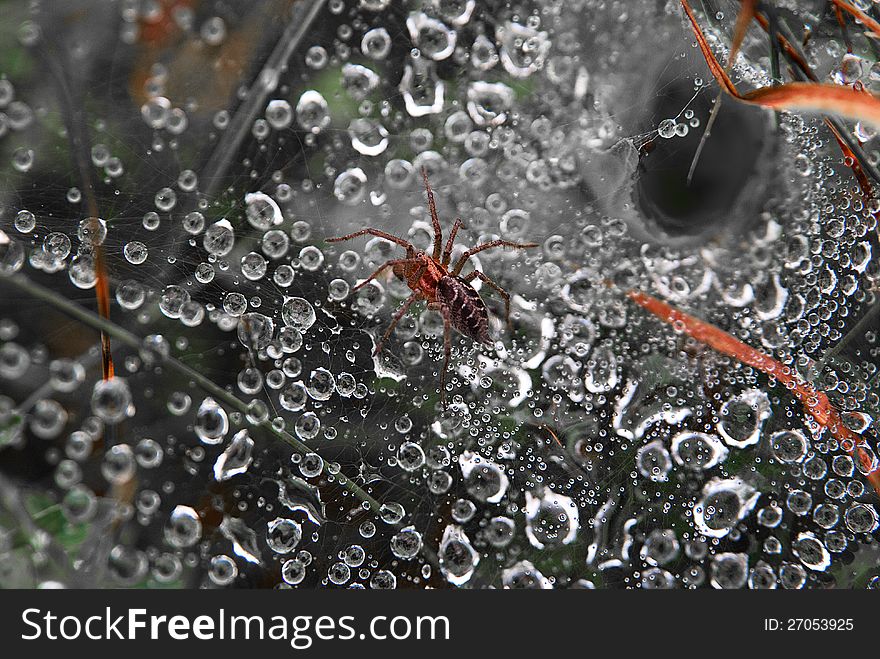 After a rain spider waiting for its prey. Dew drops glisten in the web. After a rain spider waiting for its prey. Dew drops glisten in the web.