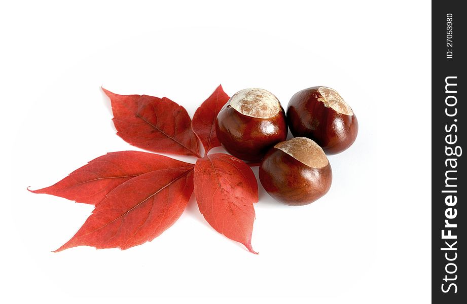 Studio macro of horse chestnuts and autumn leaf. Copy space. Studio macro of horse chestnuts and autumn leaf. Copy space.