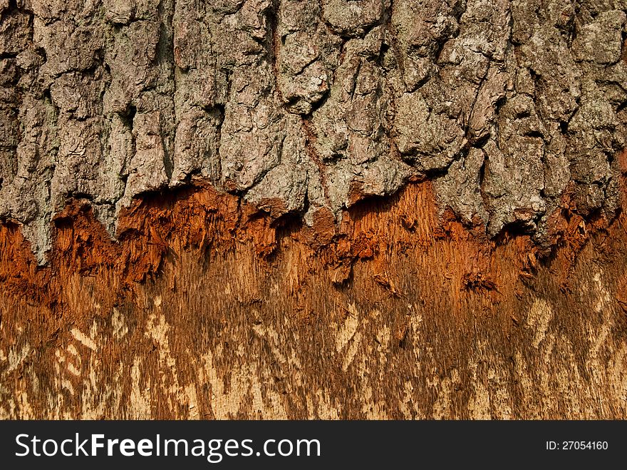 Bark Of Tree Destroyed By Beavers