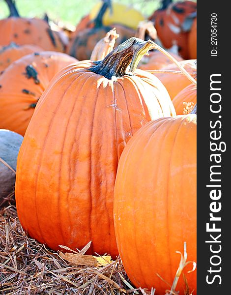 Large pumpkin at a pumpkin patch. Large pumpkin at a pumpkin patch.