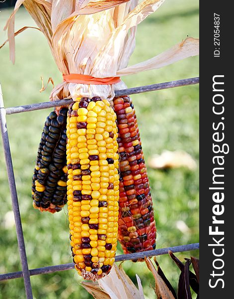 Three ears of Indian corn hanging from a fence. Three ears of Indian corn hanging from a fence.