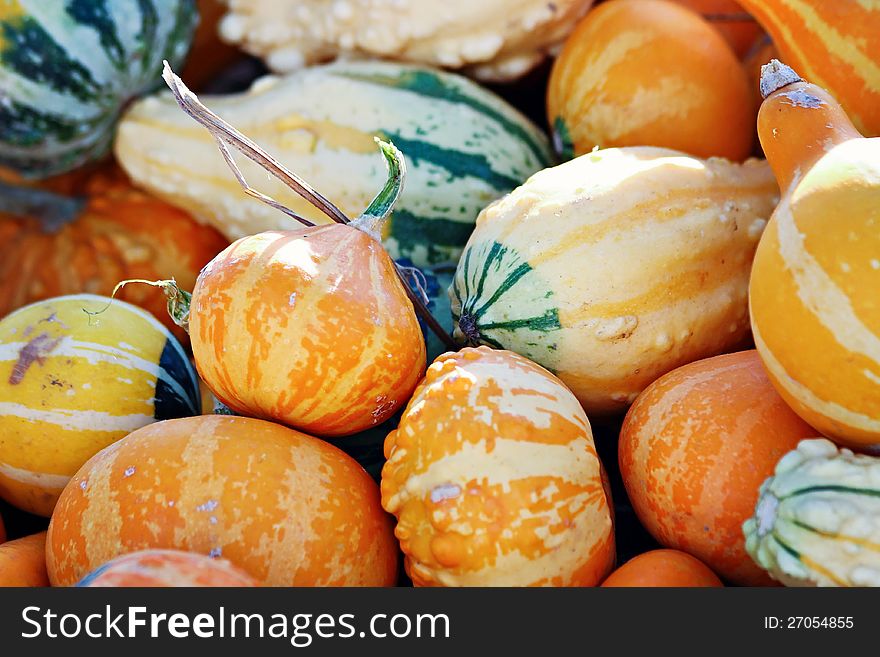 Variety of small orange gourds.