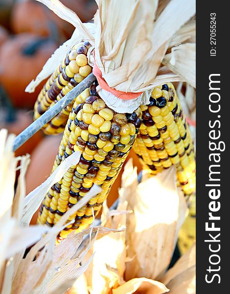 Bunch of yellow Indian corn.