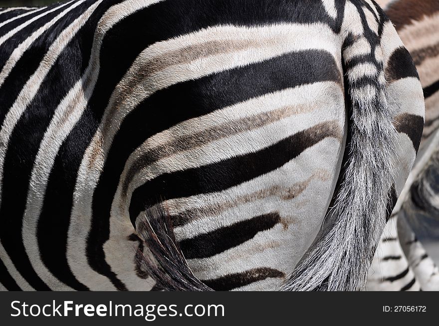 Zebra is a rear view