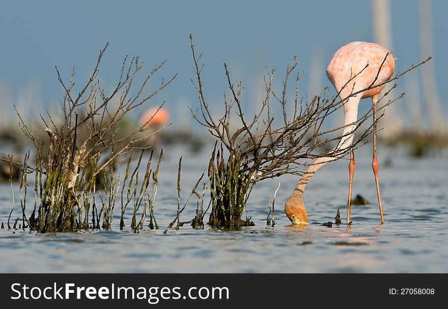 The pink Caribbean flamingo feeding on water.