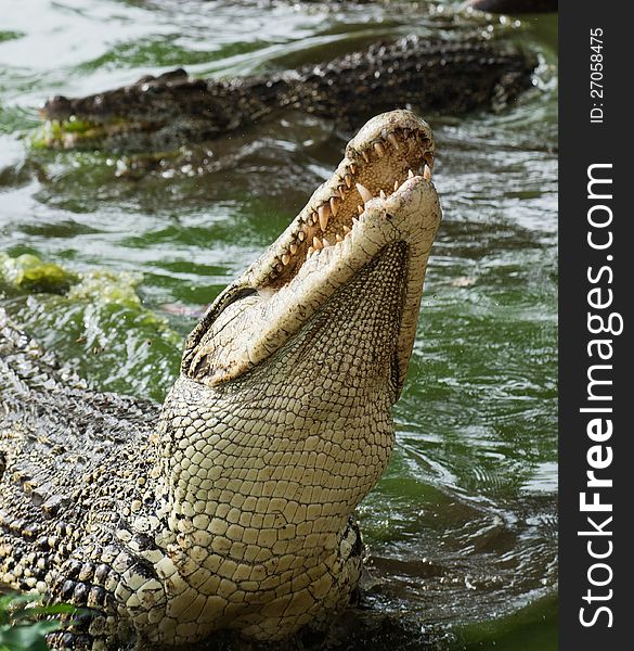 Mouth and teeth of the Cuban crocodile