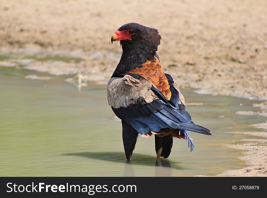 An adult Bateleur Eagle cooling off at a watering hole on a game ranch. Photo taken in Namibia, Africa. An adult Bateleur Eagle cooling off at a watering hole on a game ranch. Photo taken in Namibia, Africa.