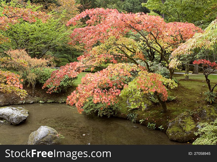 Autumn charm in Japanese garden