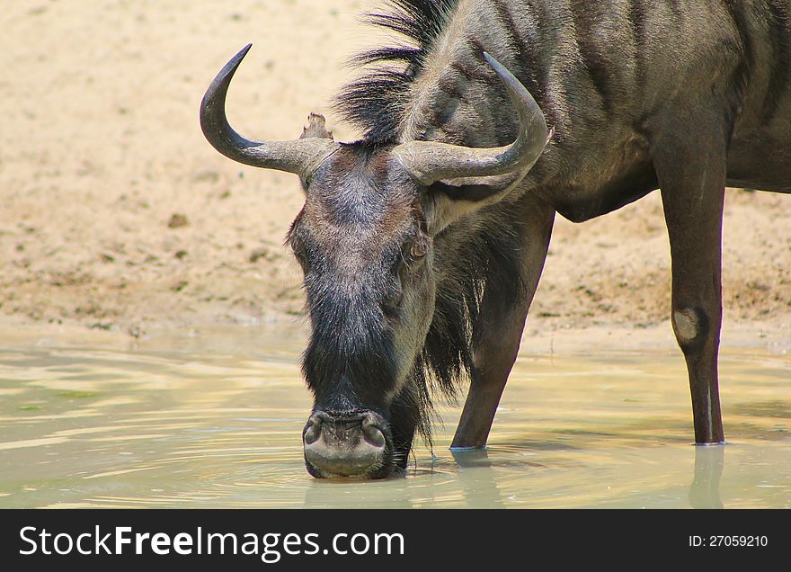 A female Blue Wildebeest at a watering hole in Namibia, Africa. A female Blue Wildebeest at a watering hole in Namibia, Africa.