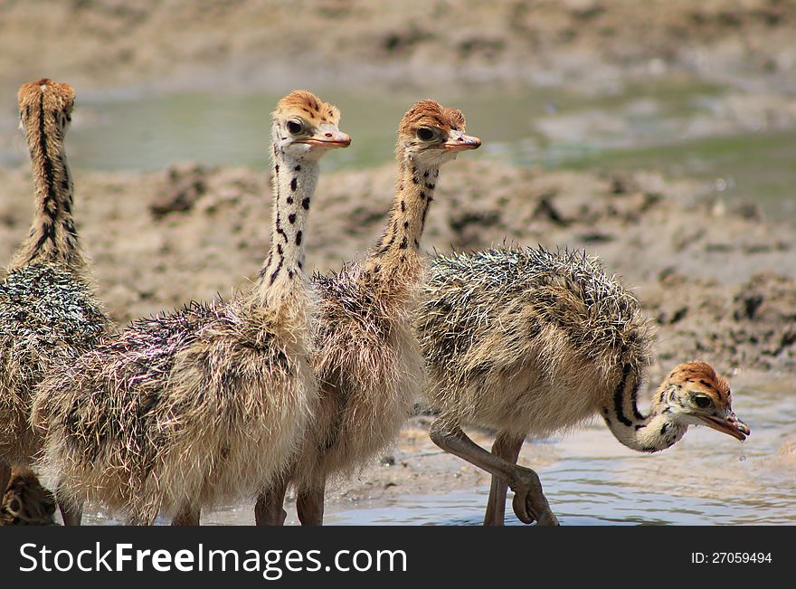 Baby Ostrich chicks drinking water. Photo taken on a game ranch in Namibia, Africa. Baby Ostrich chicks drinking water. Photo taken on a game ranch in Namibia, Africa.