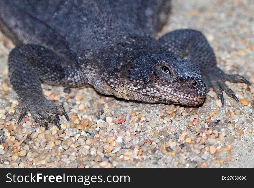 Close Up Detail Of Large Poisonous Desert Lizard. Close Up Detail Of Large Poisonous Desert Lizard