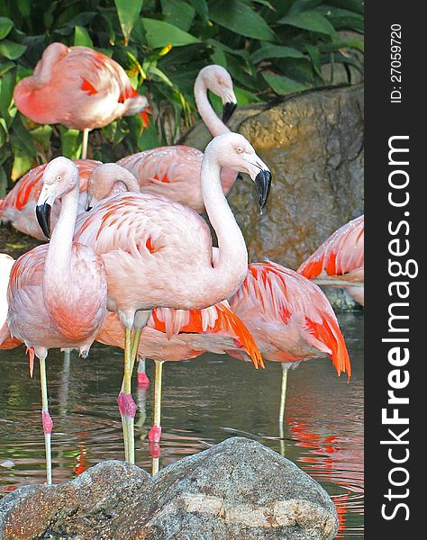 Pink Flamingo Group Standing In Water