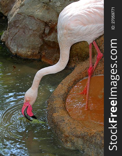 Pink Flamingo Feeding In Water