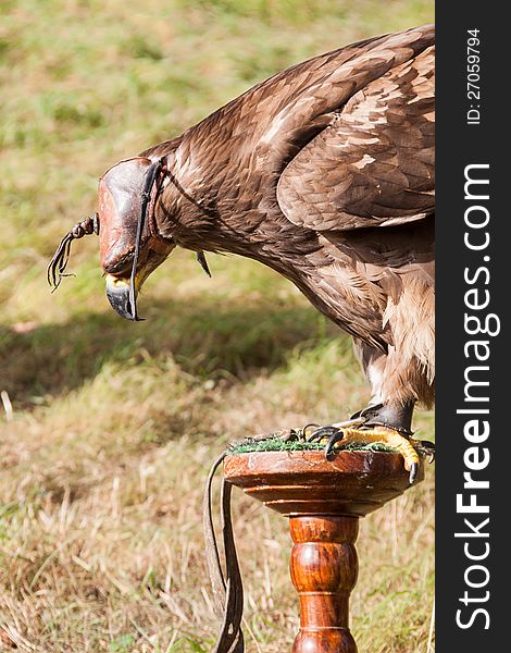 Hawk with mask during training