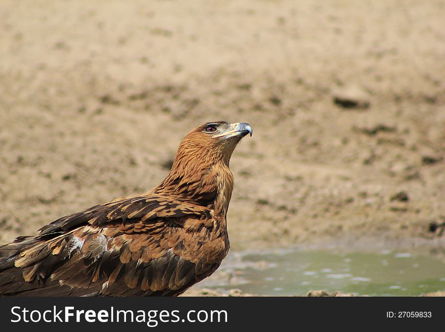 An adult Tawny Eagle at a watering hole in Namibia, Africa. An adult Tawny Eagle at a watering hole in Namibia, Africa.