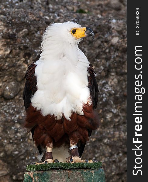 African Fish Eagle (Haliaeetus Vocifer), South Africa