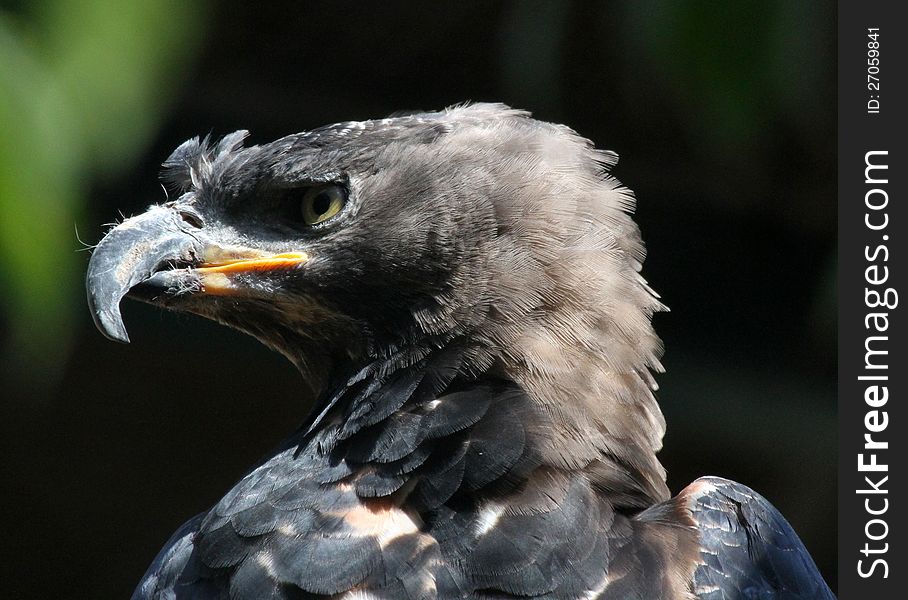 Close Up Detail Of African Crowned Eagle