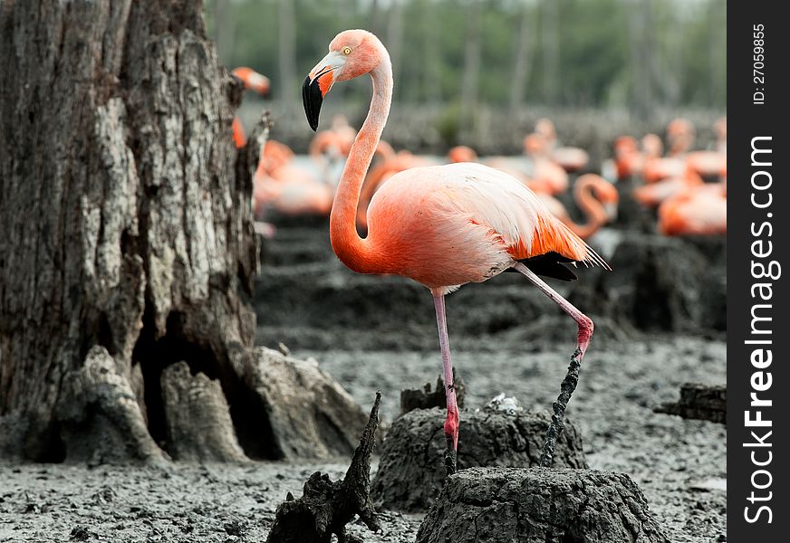 Colony of Great Flamingo the on nests. Rio Maximo, Camaguey, Cuba. Colony of Great Flamingo the on nests. Rio Maximo, Camaguey, Cuba.