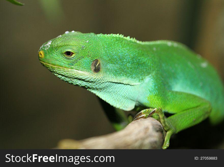 Close Up Detail Of Green Iguana On Tree Branch