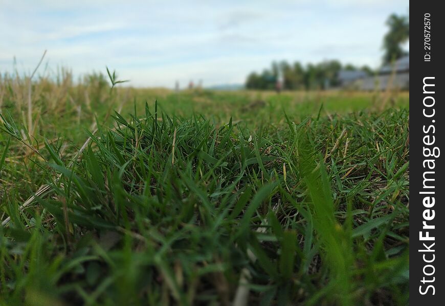 beautiful green grass in the morning