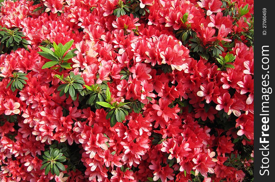 Red flowers  Azalea in a Japanese garden.