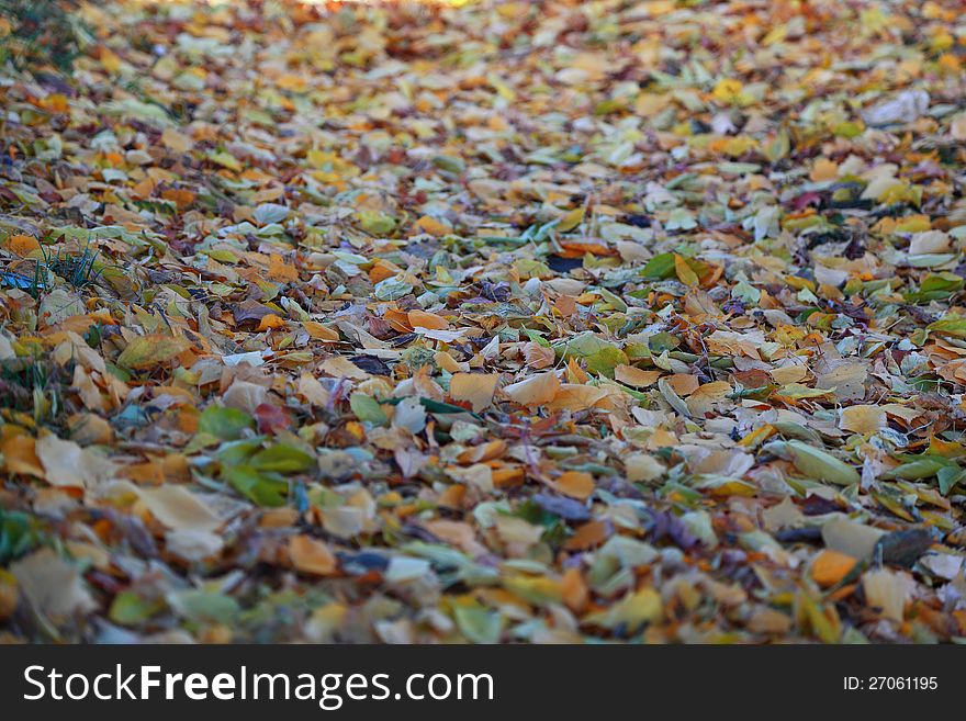 Yellow leaves on ground