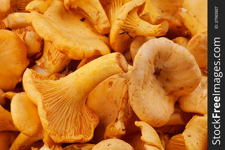 Background of Perfect Fresh Raw Chanterelles closeup