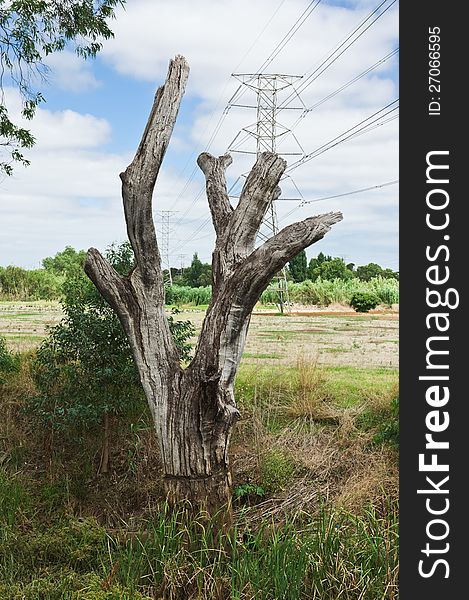 Old dead tree and high voltage power line as ecological concept