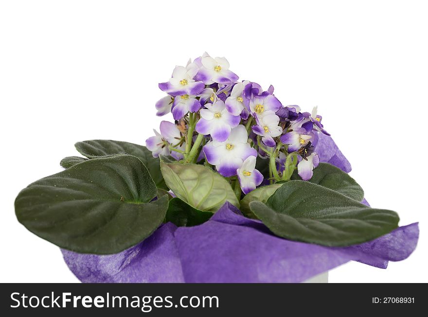 Isolated violet flower in pot