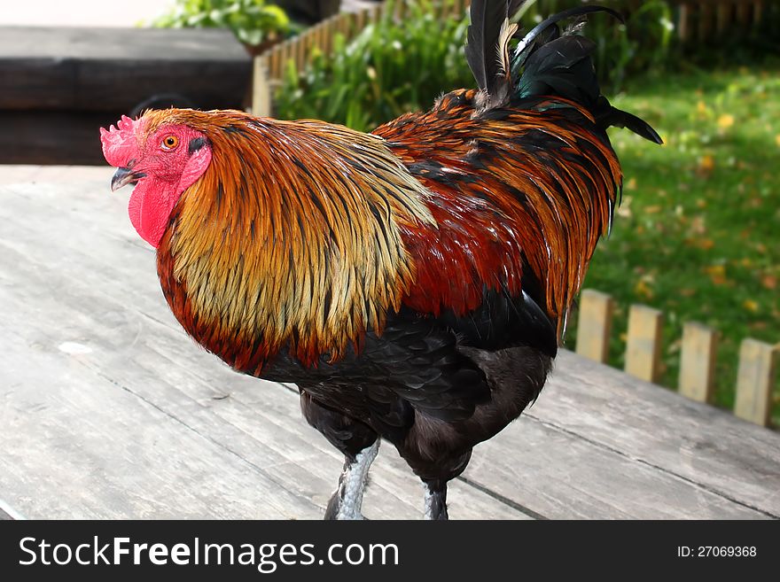 This is photo of rooster