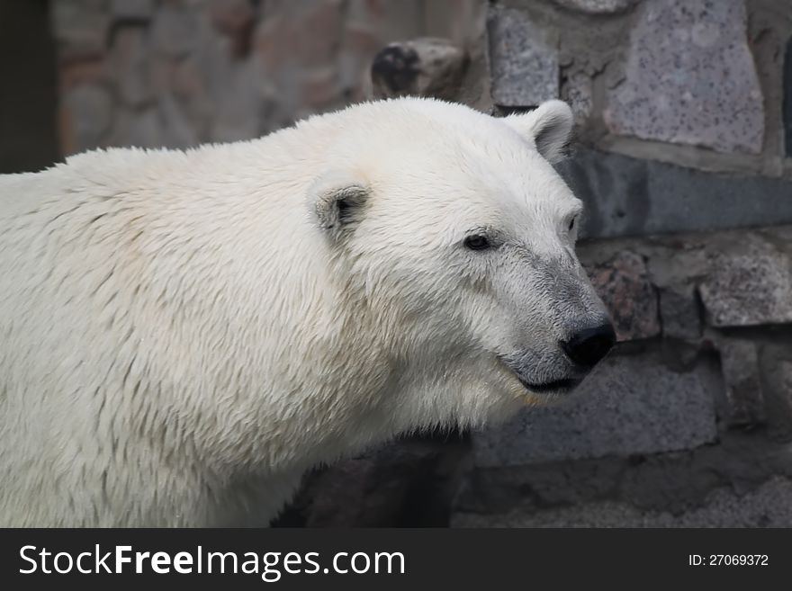 This is photo of a white bear