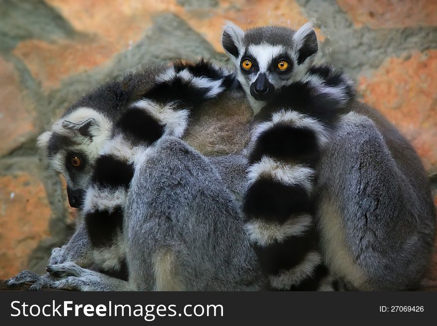 Photo of two ring-tailed lemur