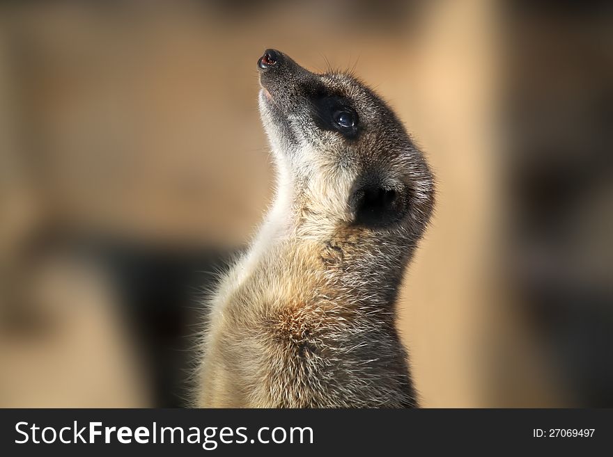 Close up photo of meerkat