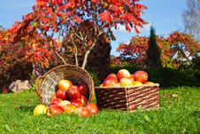 Red Apples In A Basket Stock Images Red Apples In A Basket Stock Images