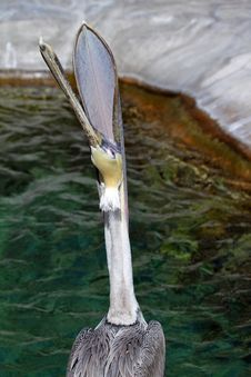 Pelican Stock Image
