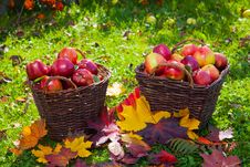 Basket With Red Apples Stock Photo Basket With Red Apples Stock Photo