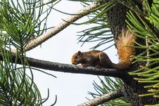 Asian Red Tree Squirrel Stock Photography