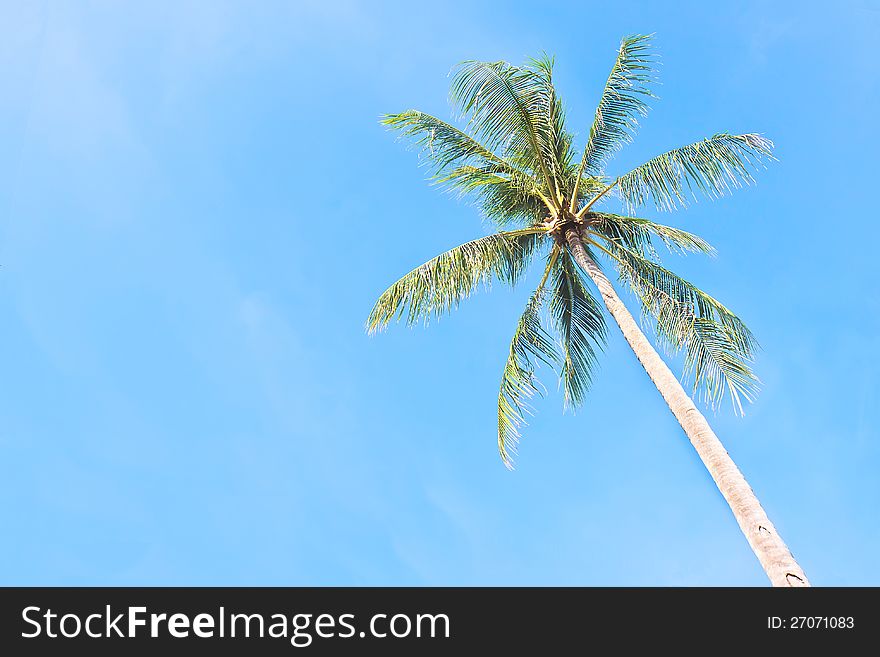 Hight coconut tree under a clear and blue tropical sky