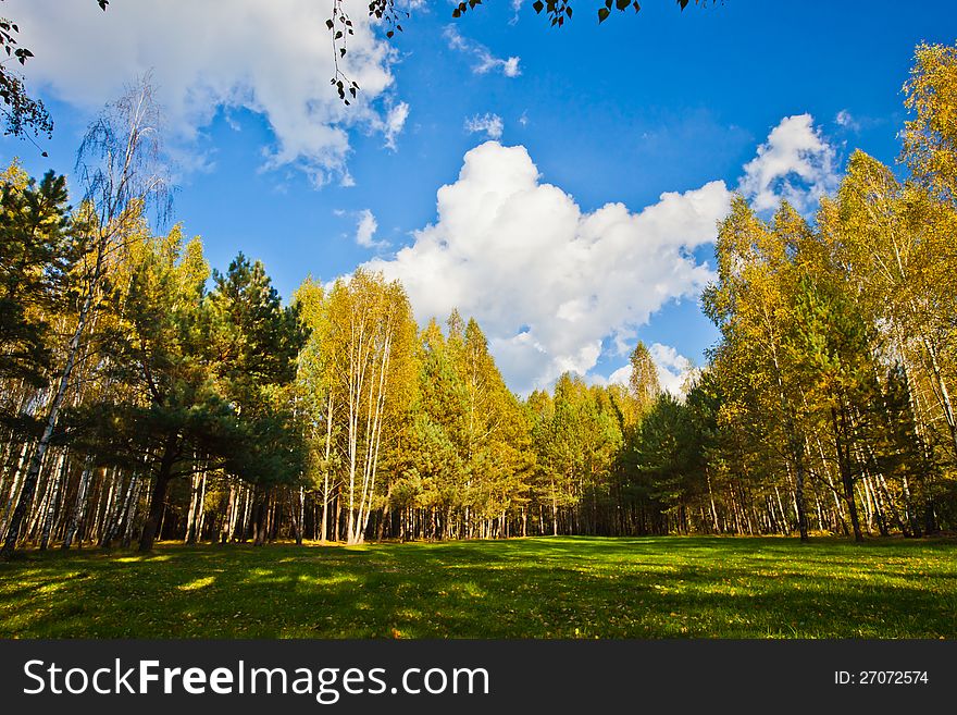 Woodland Scene