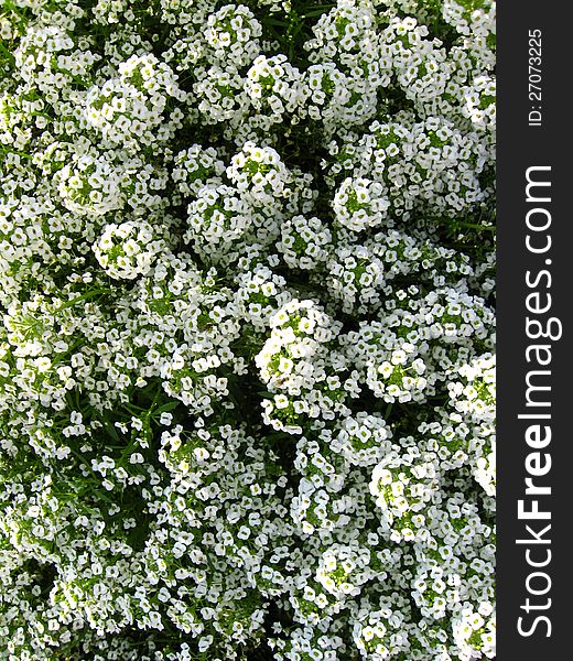 The image of a lot of white flowers. The image of a lot of white flowers