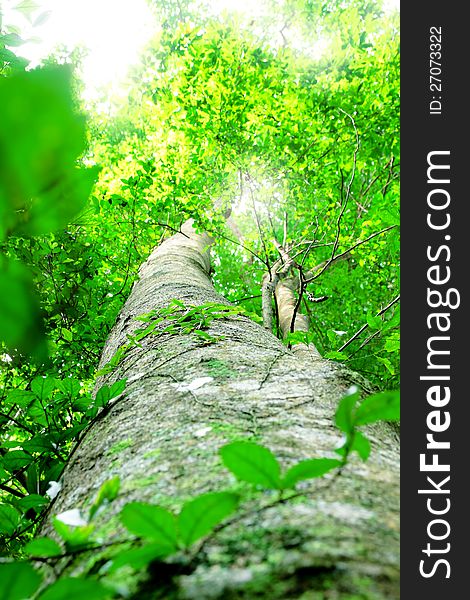 Beautiful tree forest,green nature background