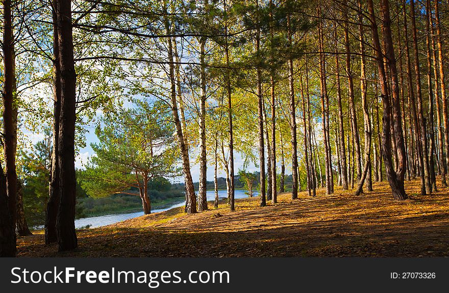 Autumn forest on the bank of the river. Autumn forest on the bank of the river