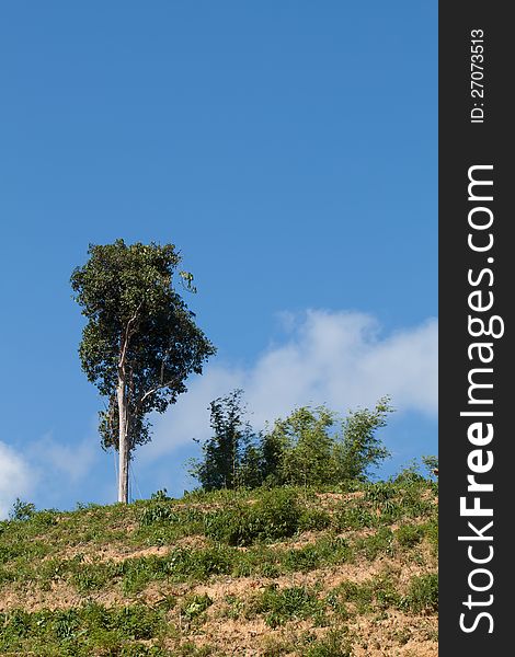 One tree on hill and blue sky background