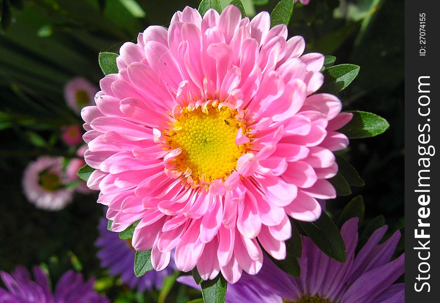 The image of beautiful and bright red aster. The image of beautiful and bright red aster